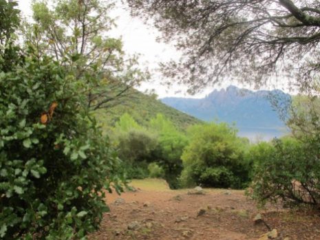Stellfläche zur freien Auswahl auf Camping E Gradelle, Korsika / © Camping Korrespondent