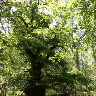 Baum, Aldridge Hill Campsite / © schön campen