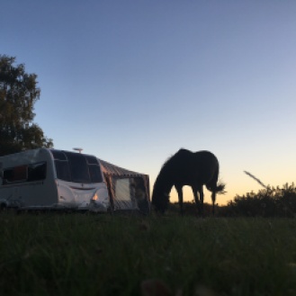 grasendes Pferd, Aldridge Hill Campsite / © schön campen